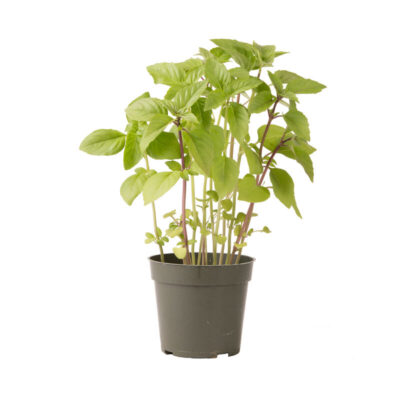 Cinnamon basil plant growing in a pot.