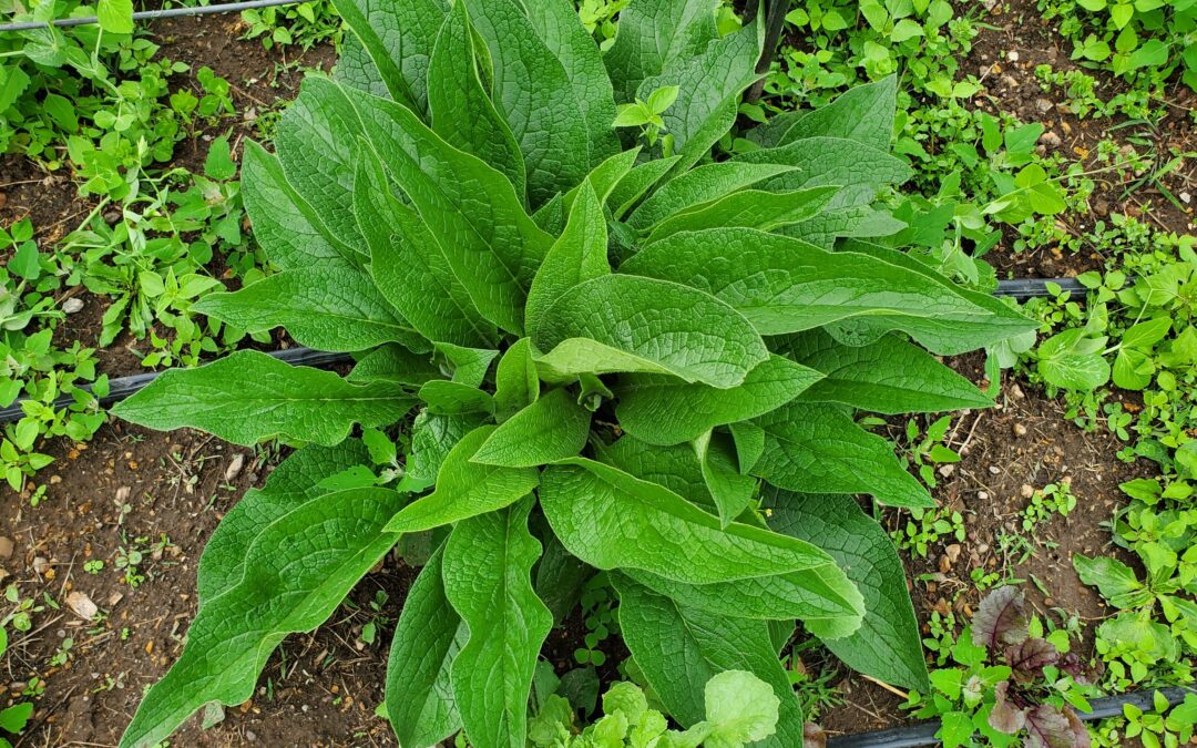 Benefits of Comfrey: Why You Should Grow & Use This Amazing Plant