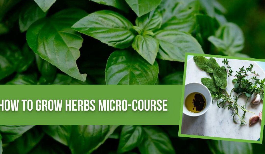 How to Grow Herbs Micro-course