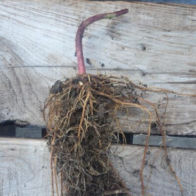 Large boysenberry bare roots to plant.