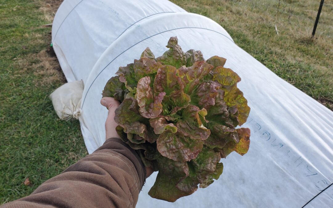 Holding an impressive head of reddish green lettuce picked from the low tunnel.