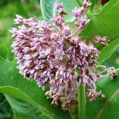Closeup image of the pink and purple flower head of Common Milkweed.
