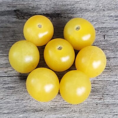A handful of light yellow Lemon Drop Tomatoes.