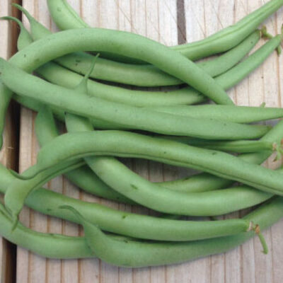 Contender Bush Beans green beans on a wooden table.