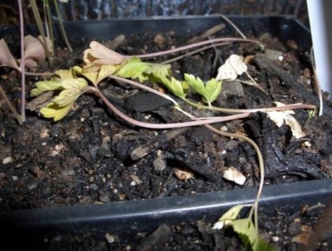 A small plant in a plastic container with dirt on it.