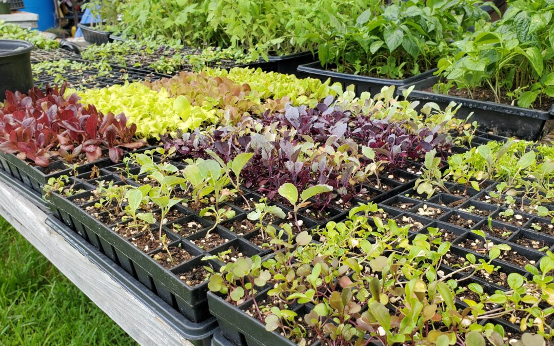How to Prevent Damping Off in Seedlings