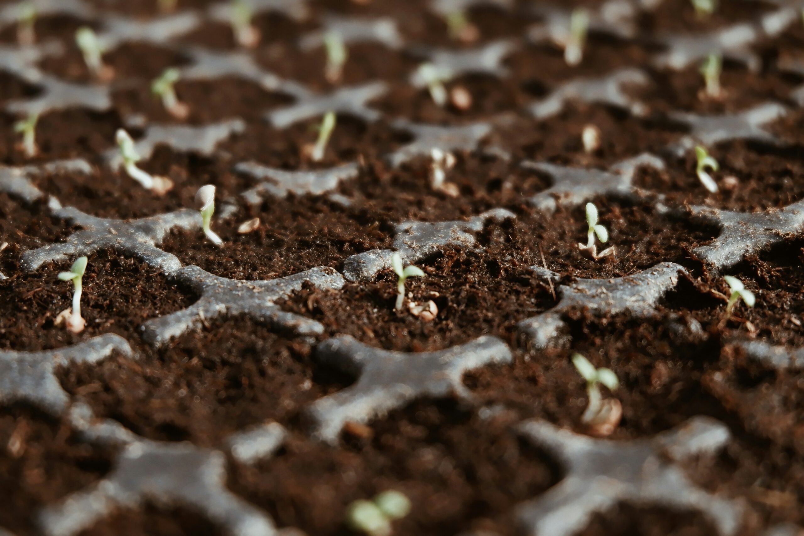 A close up of a plant.