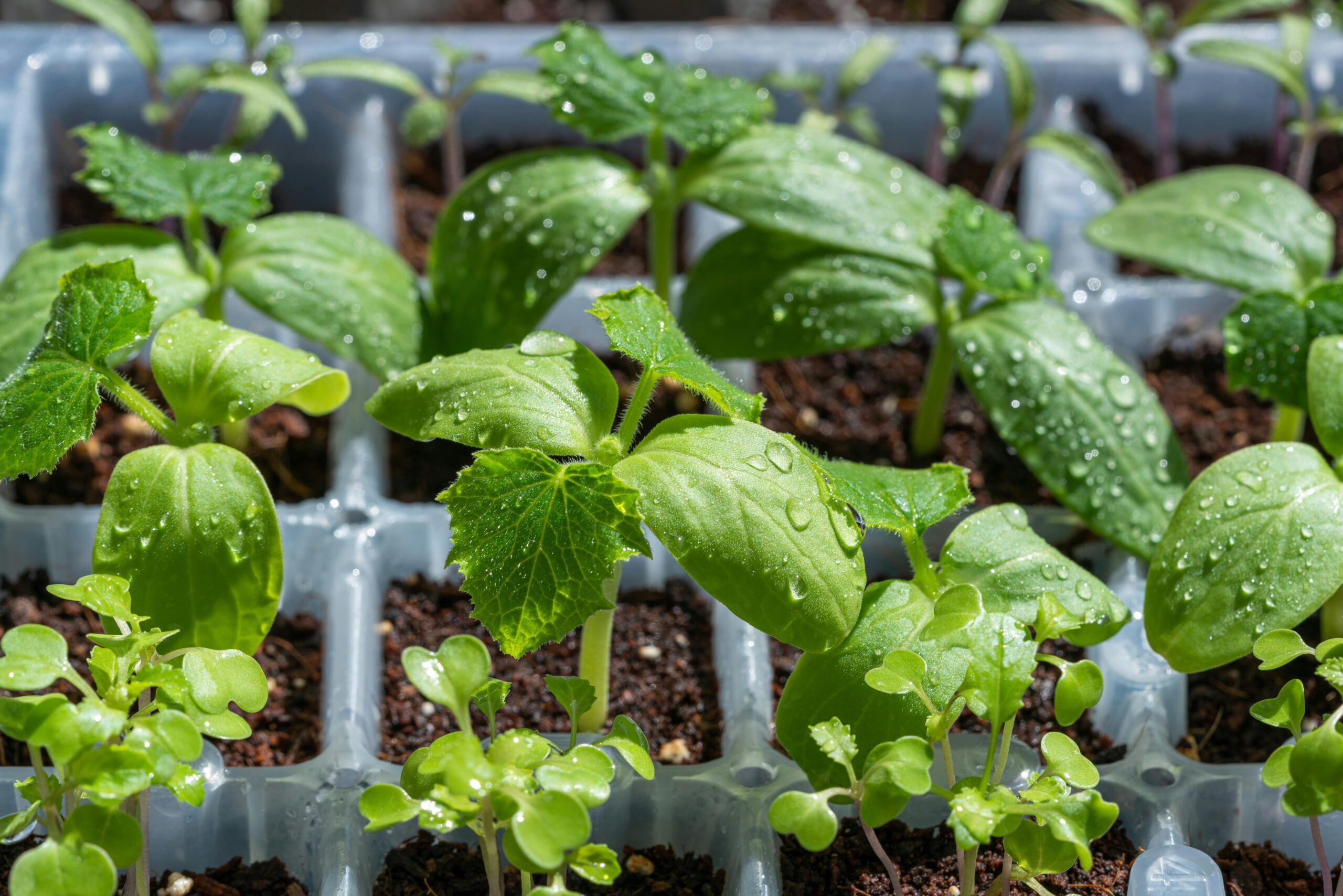 Seedlings in trays with water droplets on them.