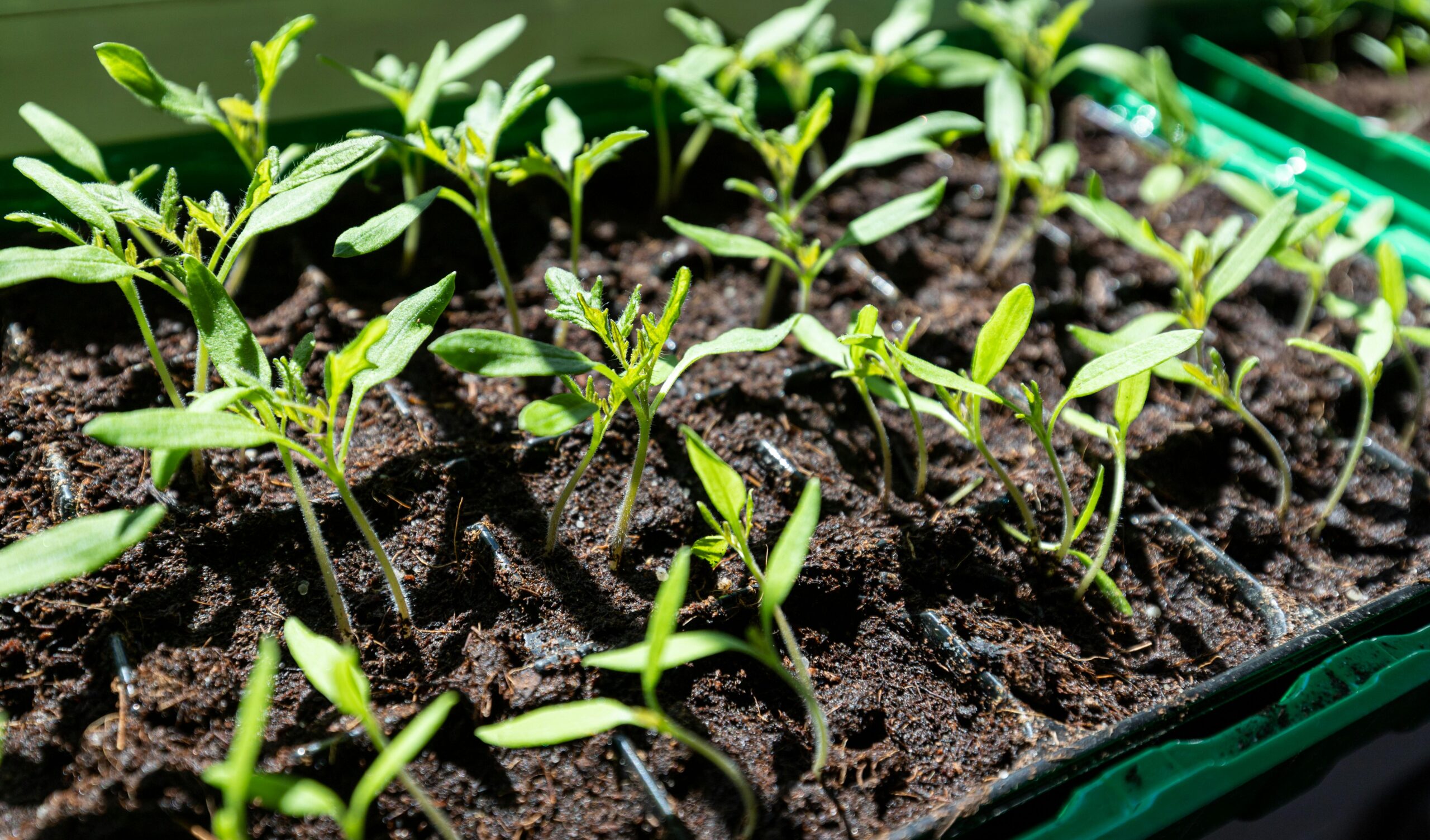 Small seedlings in a plastic container.