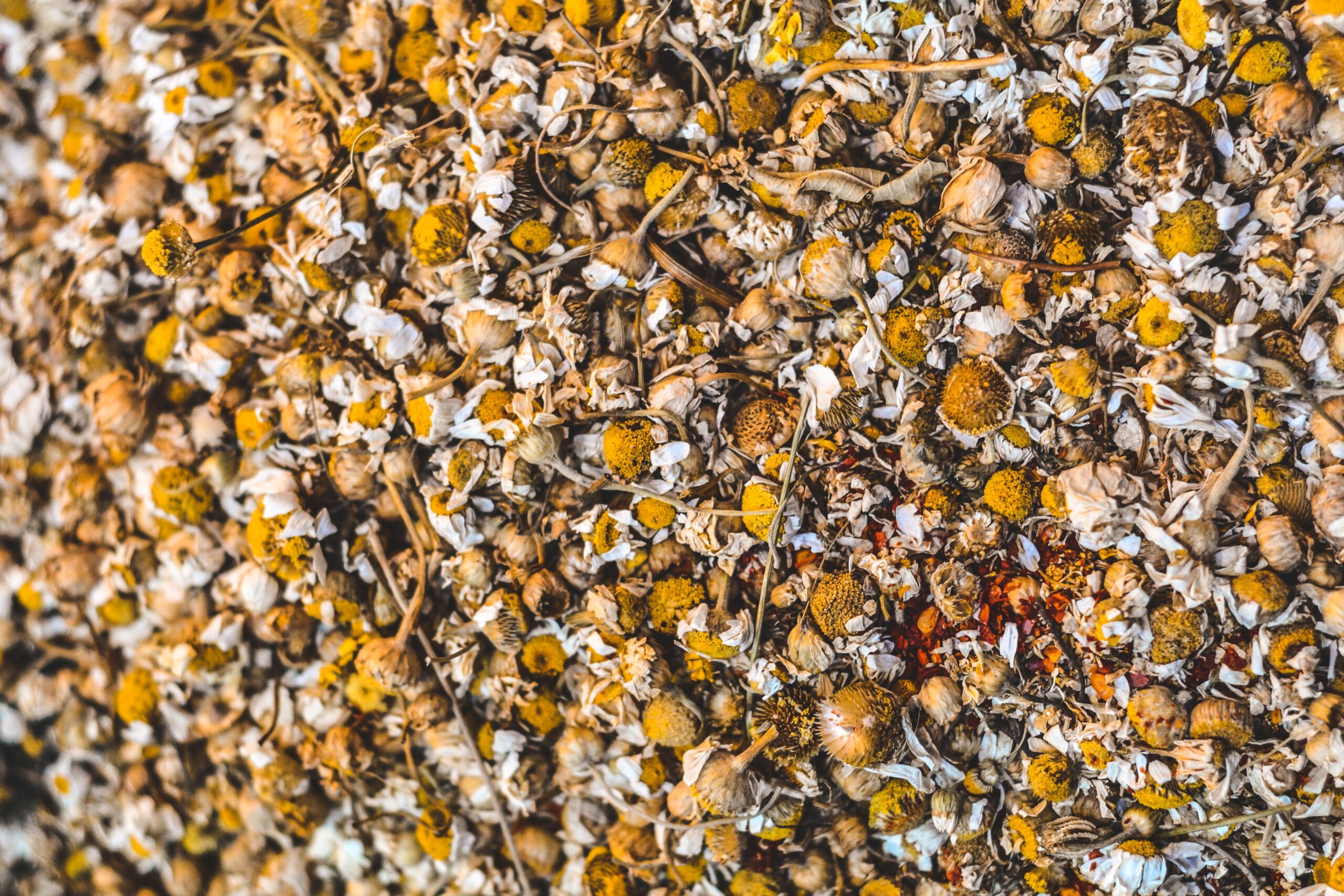 A close up of dried chamomile flowers.