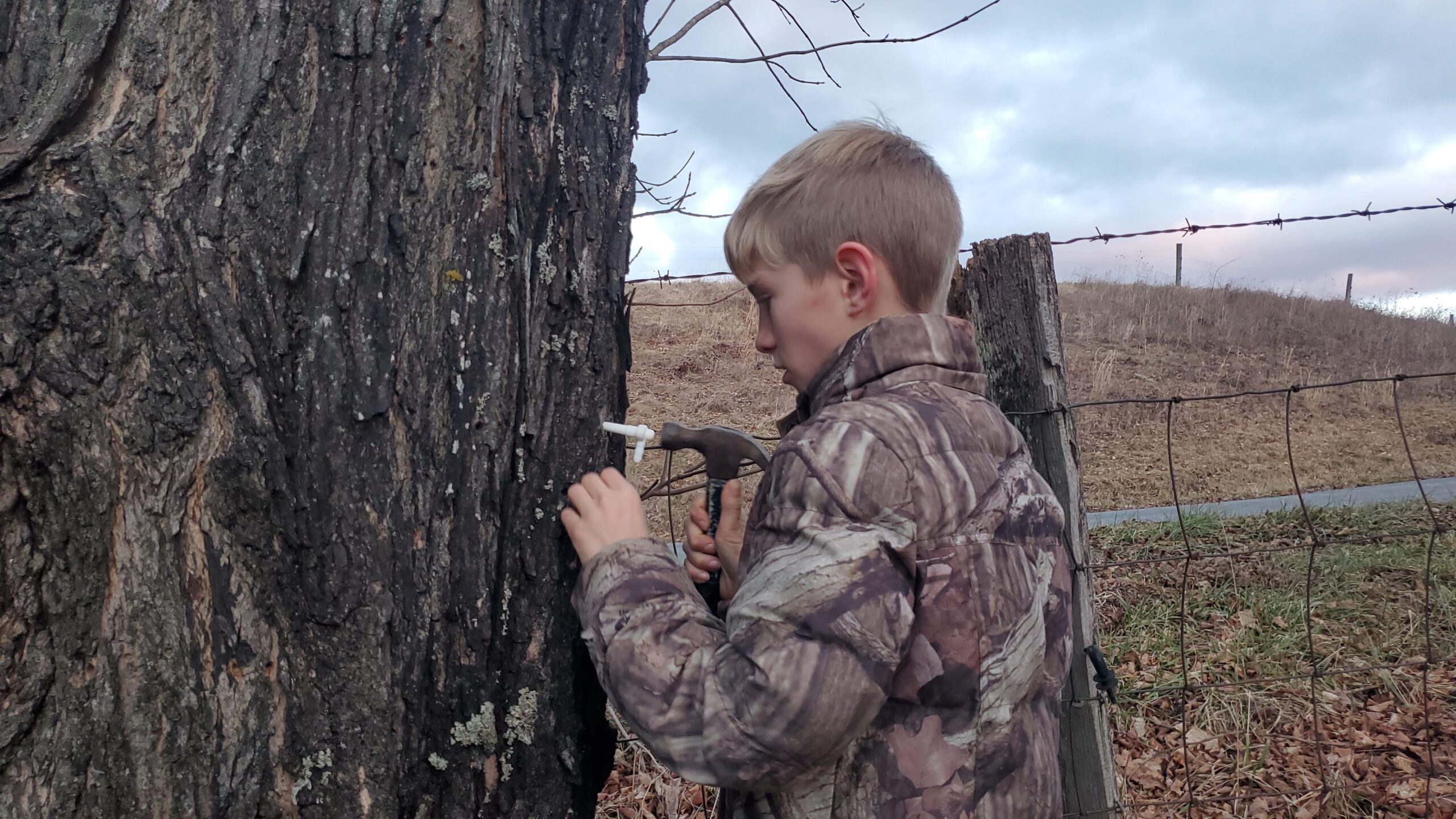 A boy in a camouflage coat hammering a plastic spout into a maple tree. 