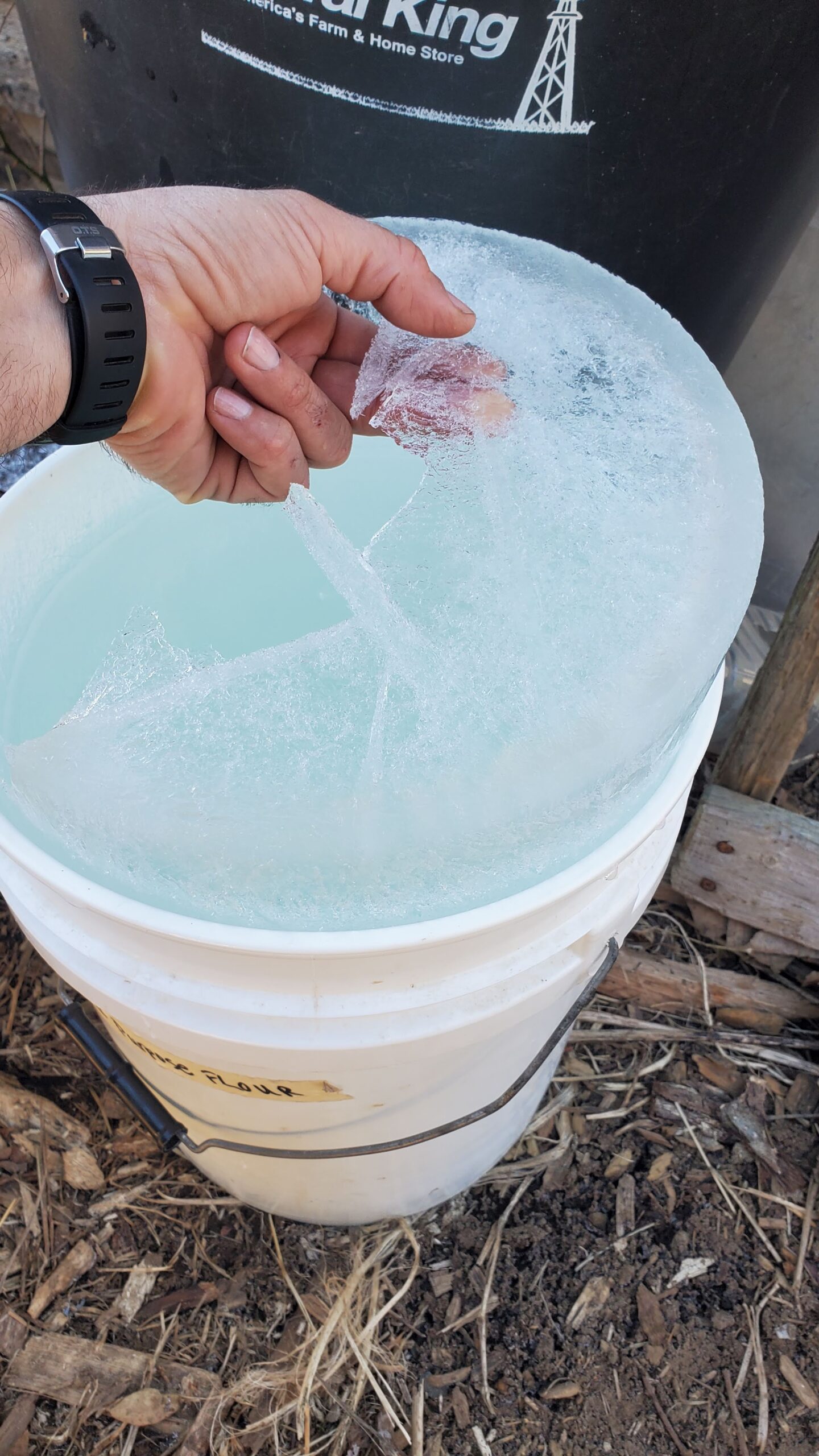 Removing ice from the top of a bucket of maple sap. 
