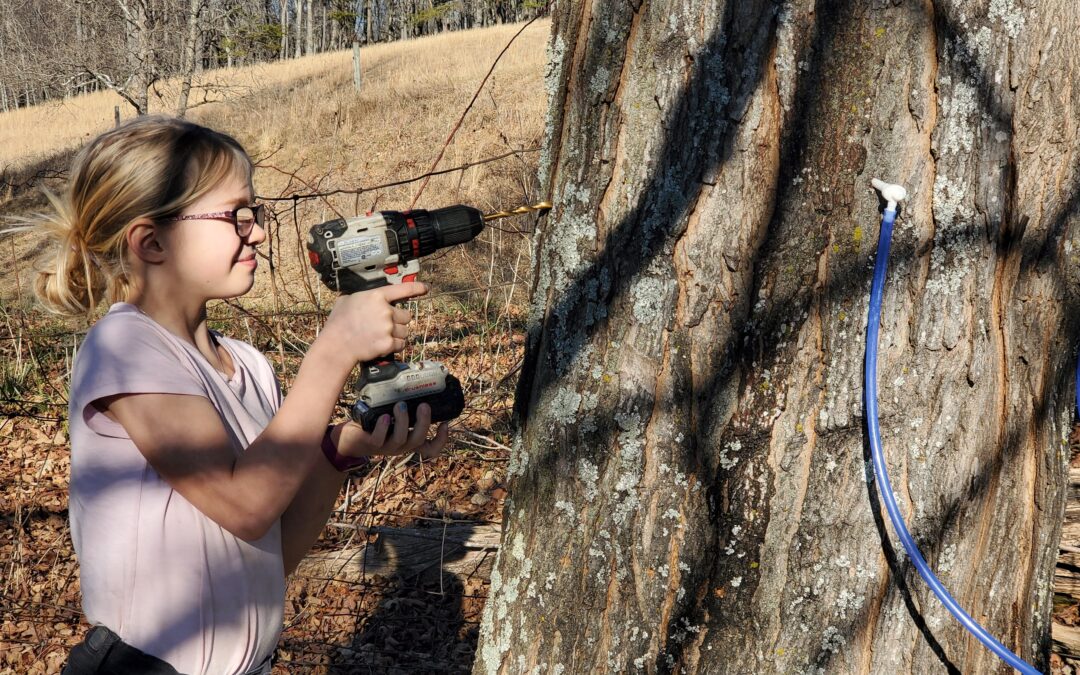 How to Tap Maple Trees to Make Maple Syrup