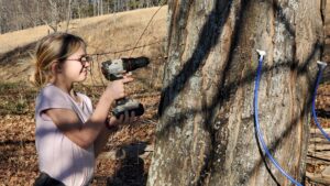 A girl using a drill on a maple tree to tap it.