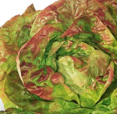 A close up of Lettuce Brune D'Hiver Romaine on a white background.