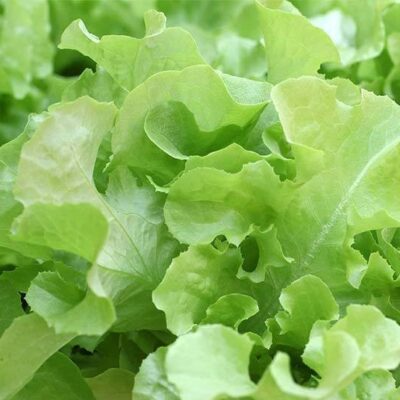 A close up of a Oakleaf Lettuce plant.