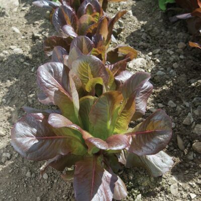 A row of Rouge d Hiver Lettuce heads in the garden.