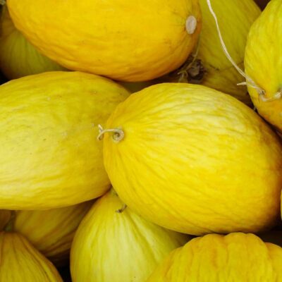 A pile of yellow Crenshaw Melons.