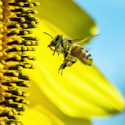 Bee flying over a yellow flower, covered with pollen.