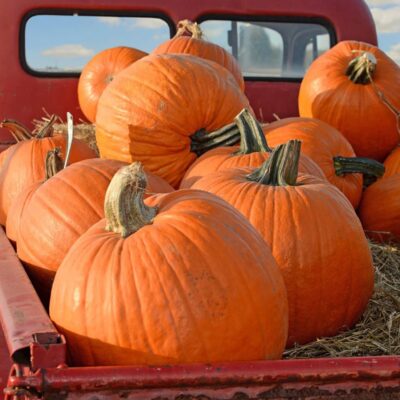 Big Max Pumpkins in the back of a red truck.