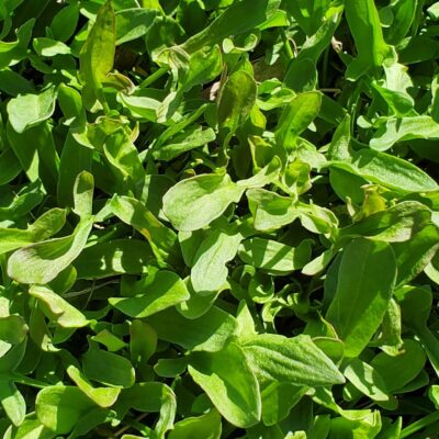 Close-up of fresh, green Sheep Sorrel basking in sunlight, displaying vibrant color and healthy texture.