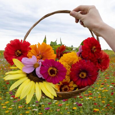 A person meticulously collecting vibrant flowers in a basket in a field.