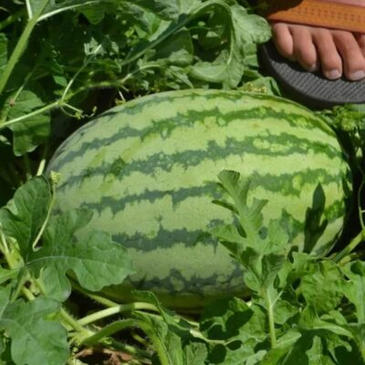 A person standing next to a Striped Klondike Blue Ribbon Watermelon in a field.