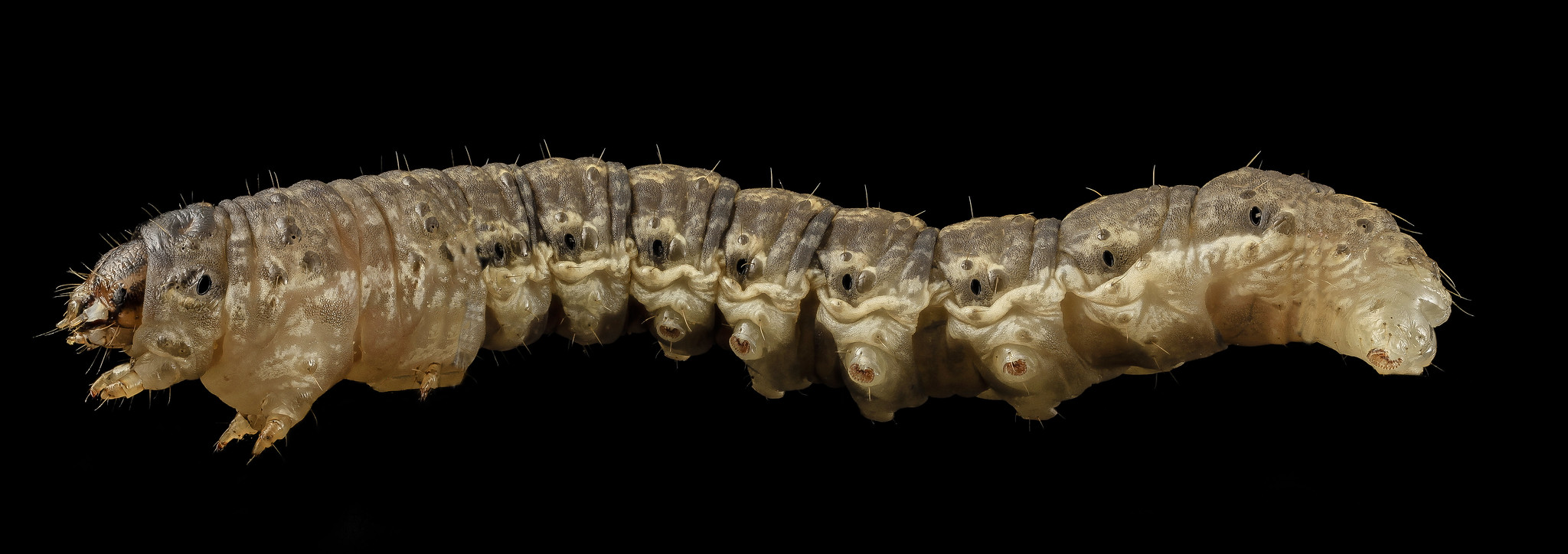 A high-resolution image of a cutworm against a black background.