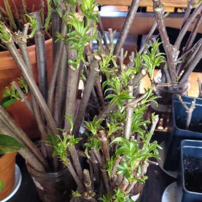 A group of small Elderberry Cuttings in pots on a table.