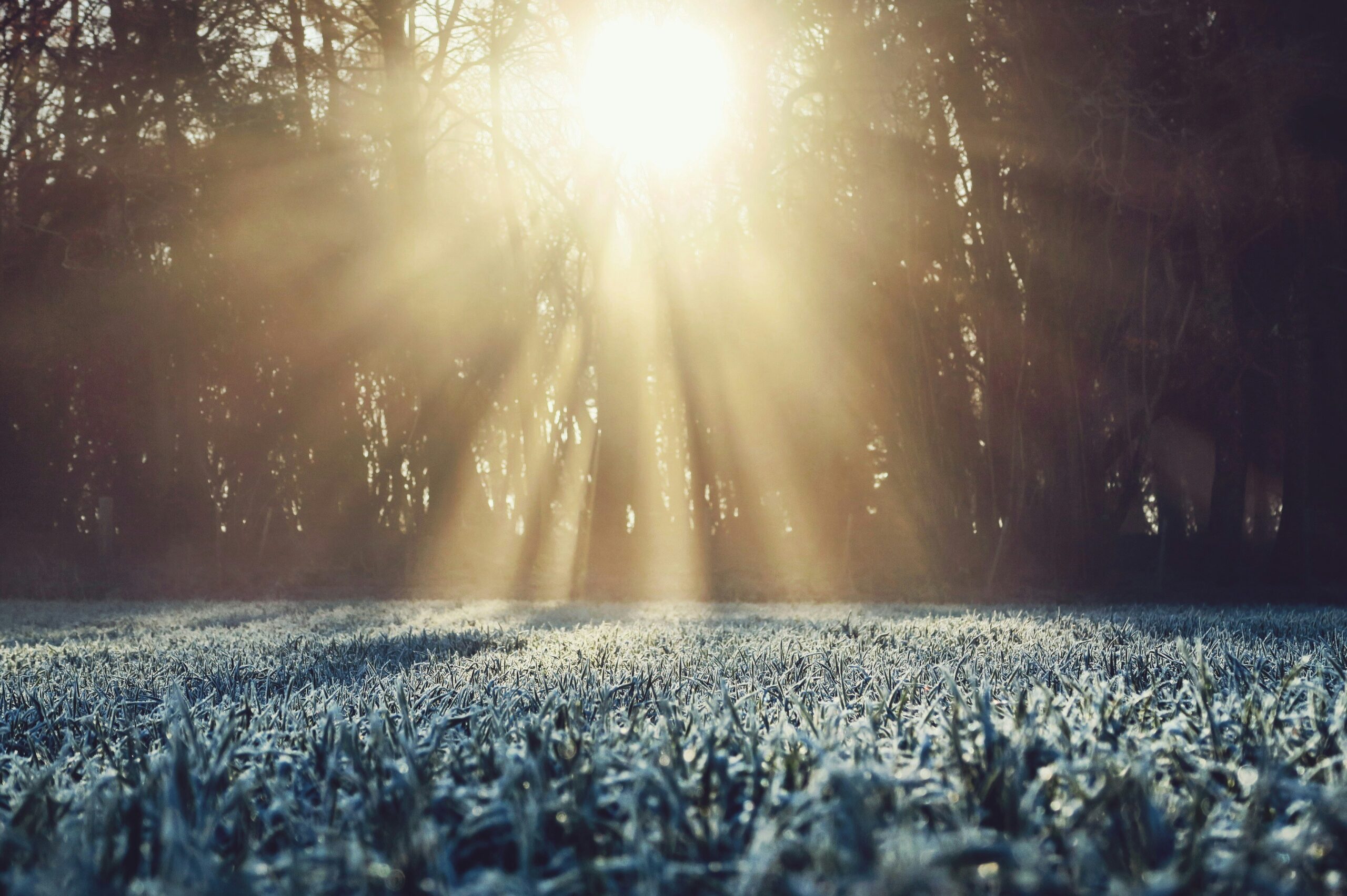 The sun shines through a field of frosty grass.