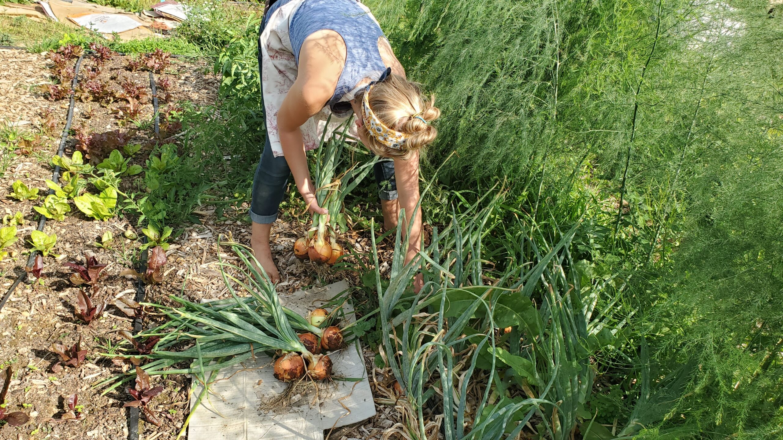 A person harvesting onions in a garden.