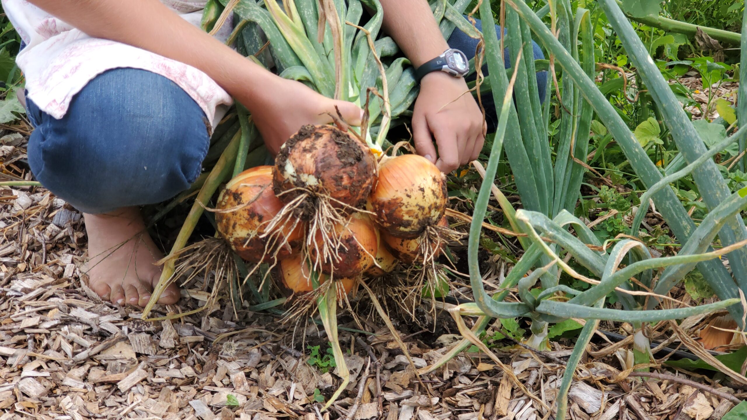 Person harvesting onions in a garden.