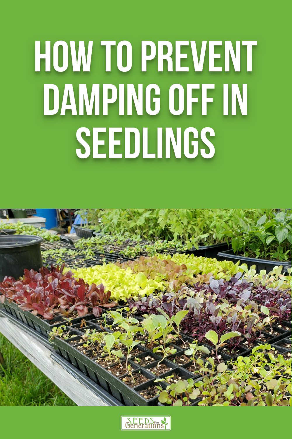 How to prevent damping off in seedings.