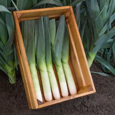 Harvested Lancelot Leeks in a wooden crate in the garden.