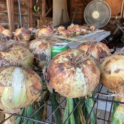 Ailsa Craig Onions are sitting on a metal rack in a garage.
