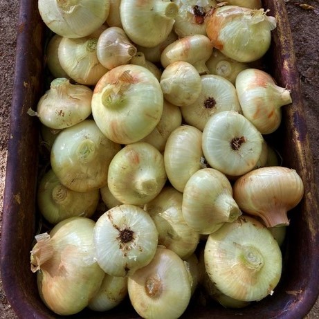 Onion Plants Borettana Cipollini - Seeds for Generations Onion Borettana Cipollini in a wooden bowl on the ground.