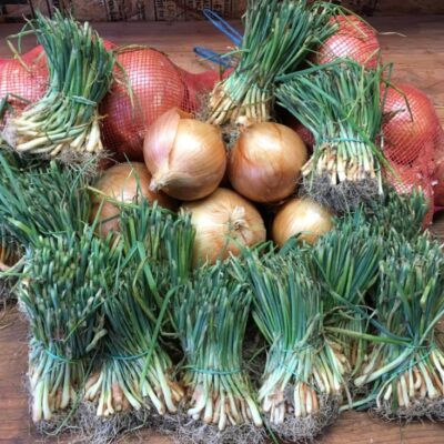 Highland Onions in bags surrounded by onion starts.