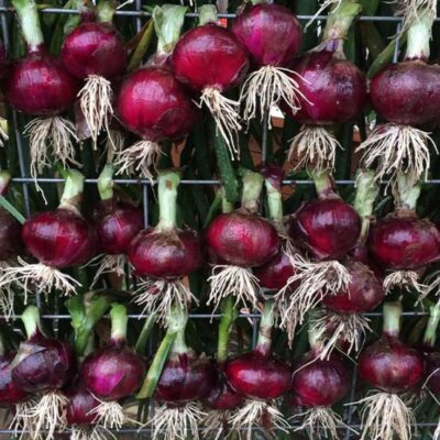 Rows of deep purple-red Red Candy Apple onions curing on a rack.
