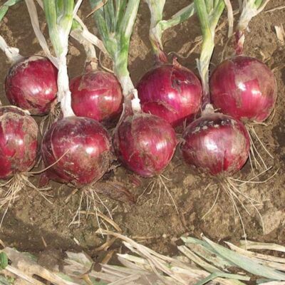 Eight Red River onion bulbs laying on the surface of the soil in the garden.