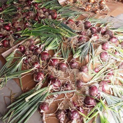 Red Zeppelin Onions laid out to cure on cardboard.