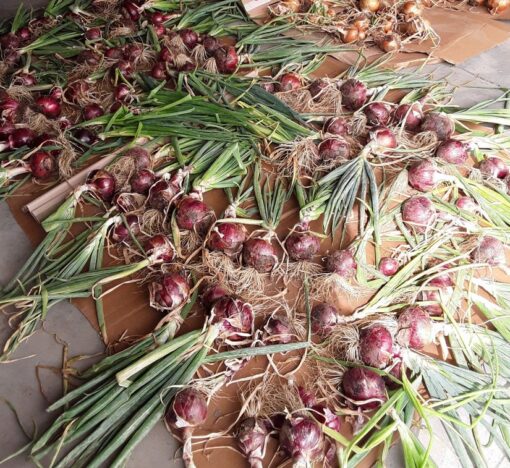 Red Zeppelin Onions laid out to cure on cardboard.
