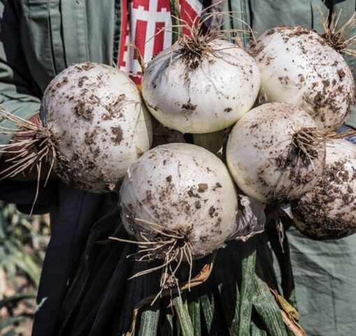 Holding a large bunch of Ringmaster Onions with deep green tops.