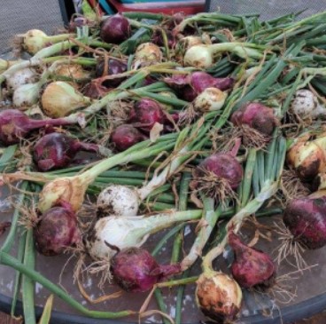 A large pile of Short Day Mix onions on a table.