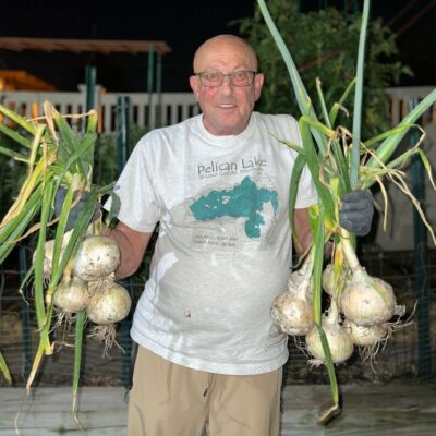 Man holding bunches of large Sterling Onions.
