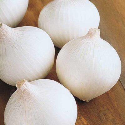 Smooth white Texas Early White Onions.