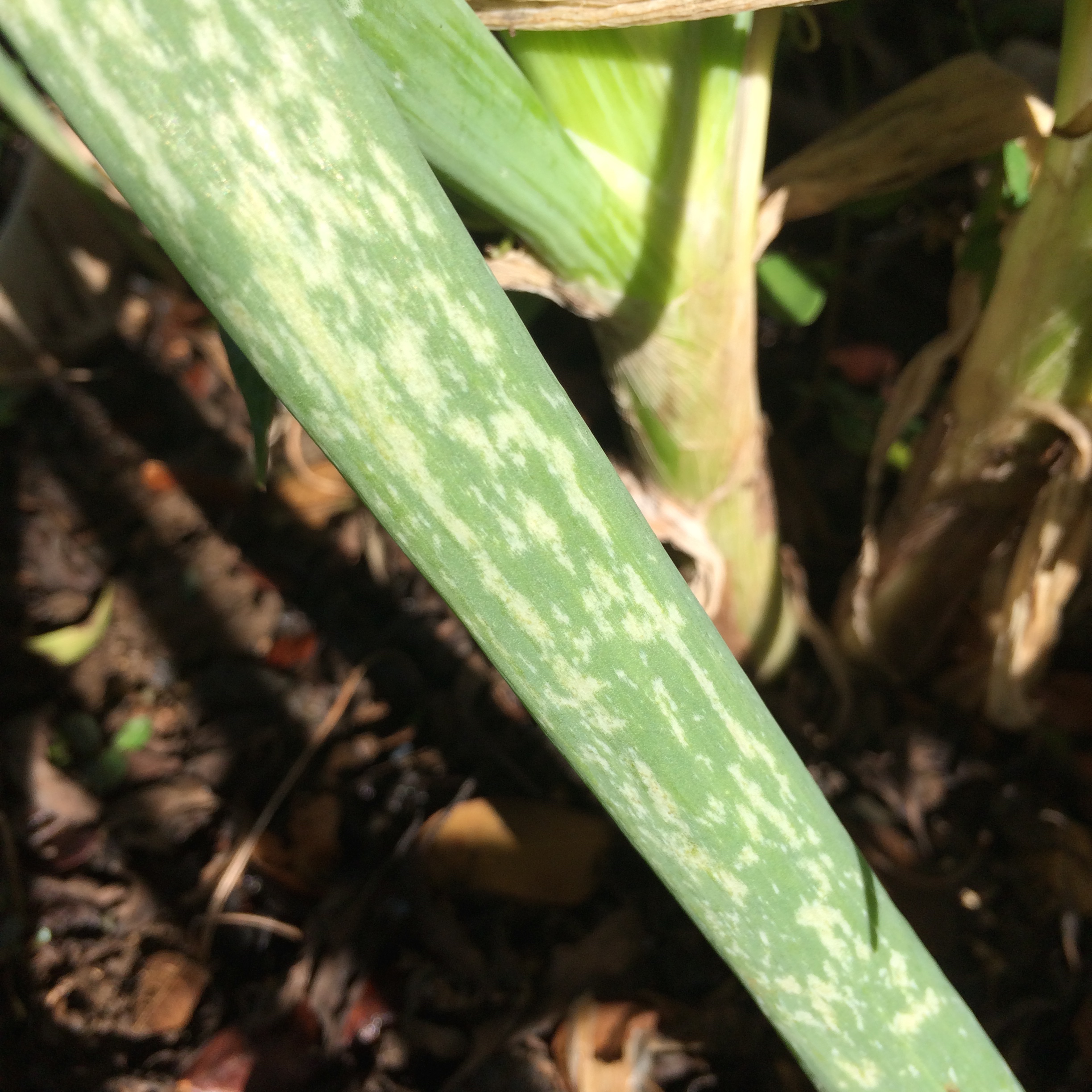 A close-up of a plant leaf with mottled green and white patterns, in natural sunlight.