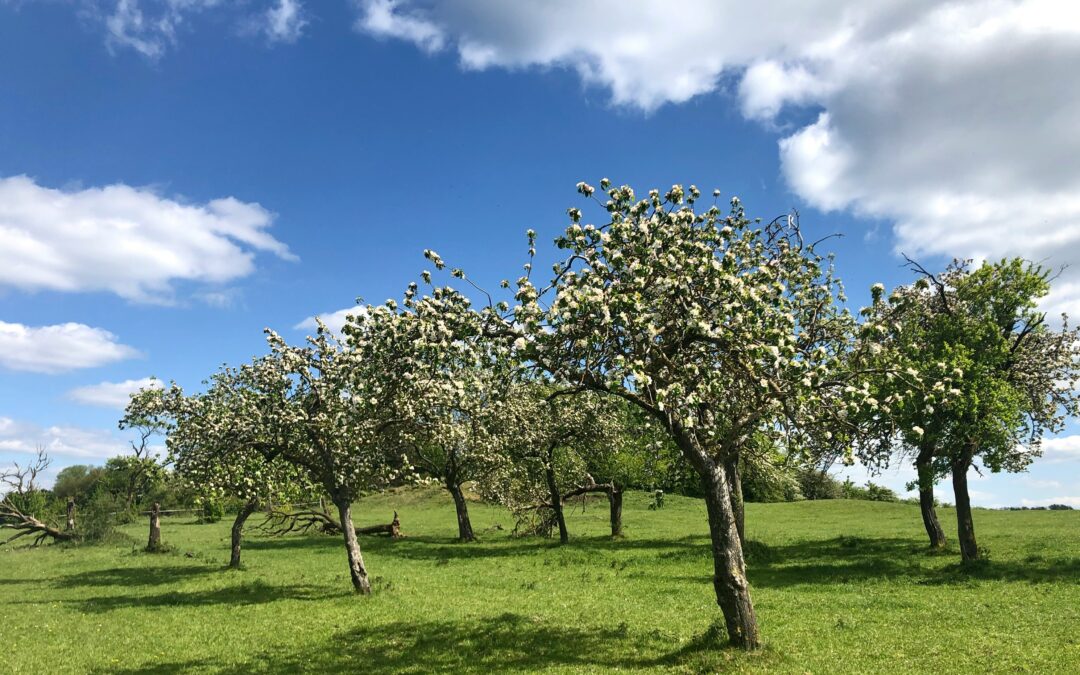 A 1/8 acre orchard with blooming trees on a sunny day with scattered clouds.
