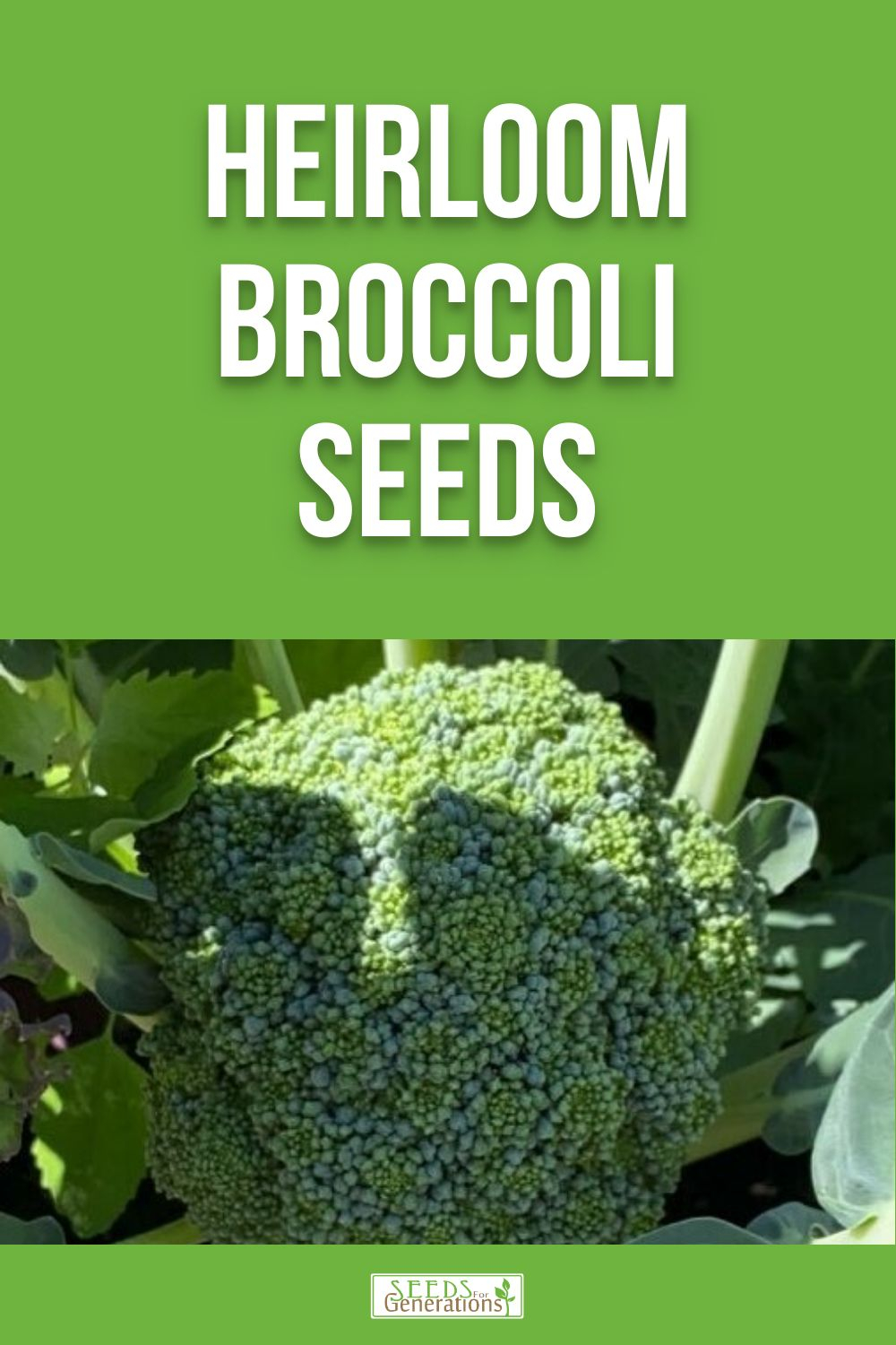 Heirloom Broccoli Seeds for growing in your garden. 