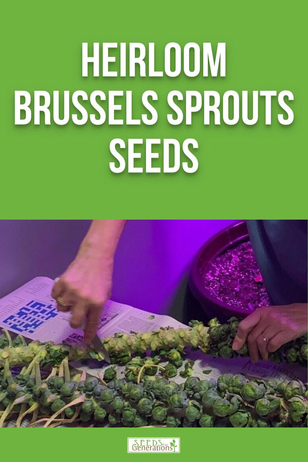 Heirloom Brussels Sprouts Seeds for planting in your garden. 