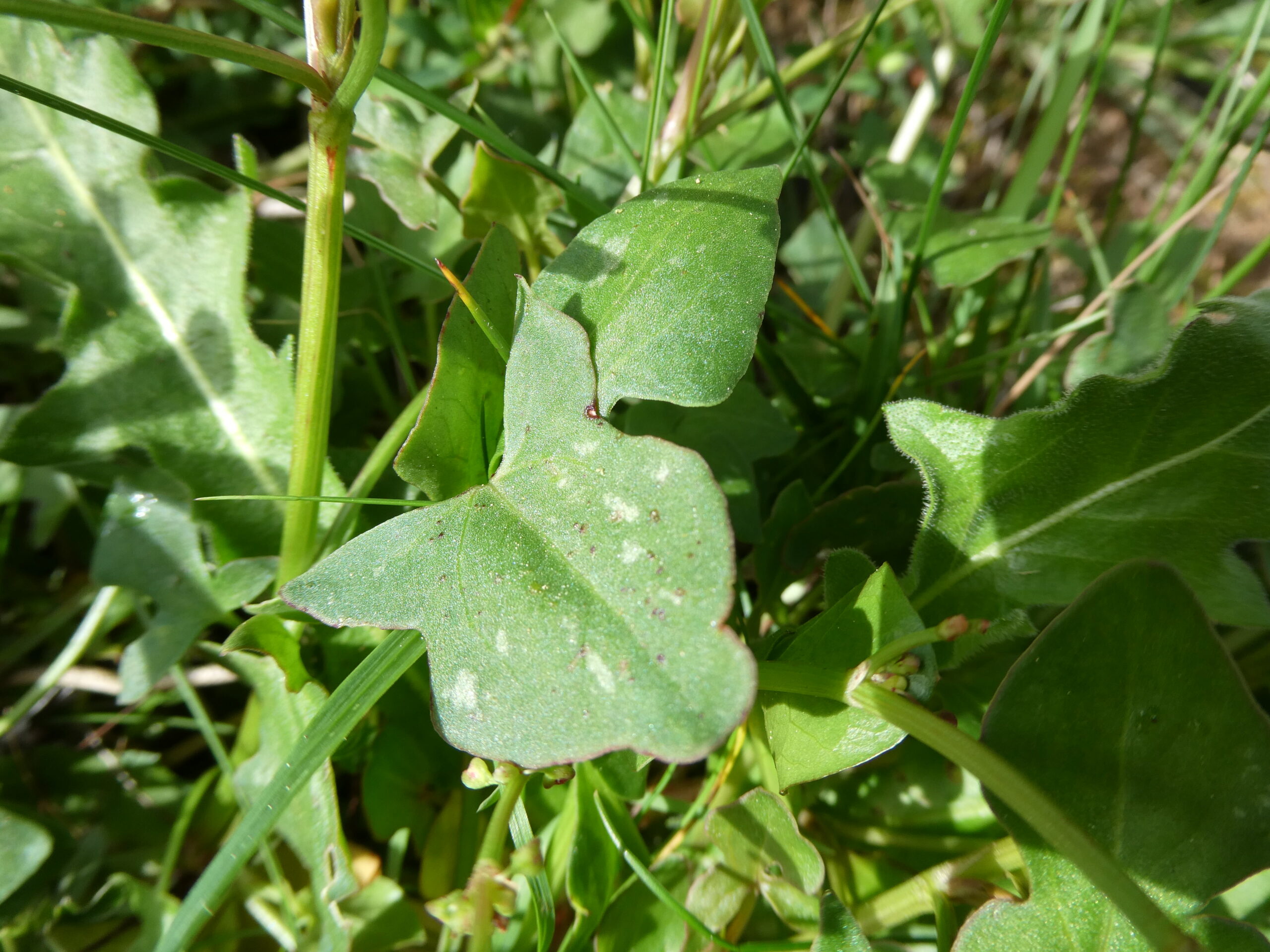 Sorrel leaf growing on the plant. 